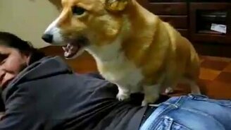 Собака делает массаж - смотреть видео (0:36)