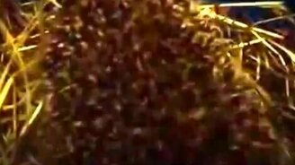 Вы слыхали, как кричат ежи? - смотреть видео (1:03)