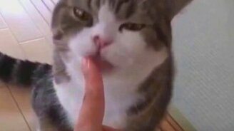 Приколы с домашними кошками - смотреть видео (2:58)