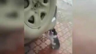 Кот нюхает выхлоп - смотреть видео (0:19)