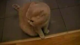 Кот бэк-вокалист - смотреть видео (1:42)