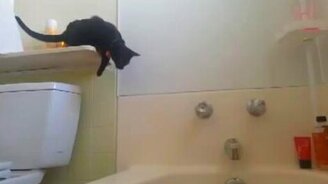 Прыжок трусливого кота - смотреть видео (0:09)