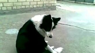 Собака и её хвост - смотреть видео (0:52)