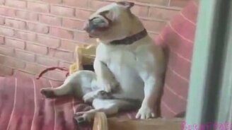 22 минуты прикольных коротких роликов - смотреть видео (22:03)