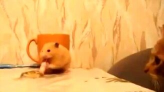 Хомяк почуял угрозу... - смотреть видео (0:18)