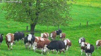 Коровы радуются воле - смотреть видео (1:03)