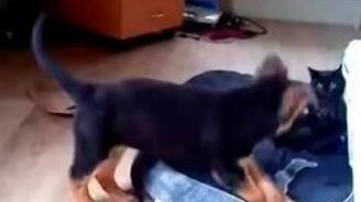 Щенок против наглого котёнка - смотреть видео (1:40)