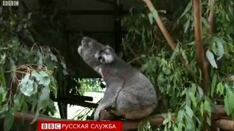 Как кричат коалы - смотреть видео (0:38)