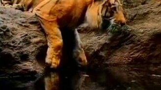 Тигр против воды - смотреть видео (0:23)