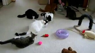 Кот избавился от соперников - смотреть видео (0:40)