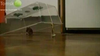 Мышь, которую не обмануть - смотреть видео (1:35)