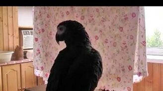 Разговорчивый Григорий - смотреть видео (4:07)