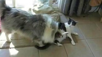 Кот и пёс играются и резвятся - смотреть видео (1:32)