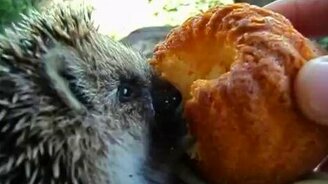 Ёжик пожирает кекс - смотреть видео (0:29)