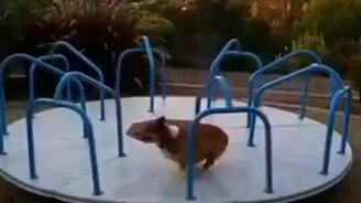 Утренняя пробежка собаки - смотреть видео (4:38)