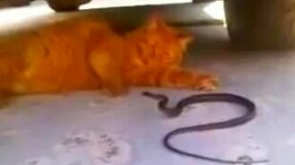 Кот играет со змеёй - смотреть видео (2:54)