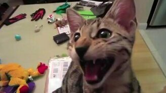 Кот смеётся - смотреть видео (1:03)