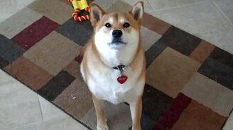 Юки, скажи Привет! - смотреть видео (0:22)