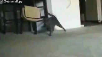 Кошки в неадеквате - смотреть видео (1:10)