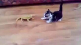 Ящерица шокировала котёнка - смотреть видео (0:56)