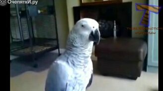 Смешные звуки животных - смотреть видео (4:55)