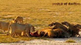 Схватки животных в дикой природе - смотреть видео (10:12)