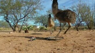 Танго страуса с мячиком - смотреть видео (1:41)