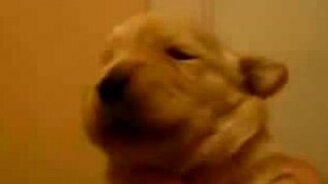 Поёт щенок - смотреть видео (0:31)