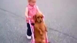 Довольная такса в коляске - смотреть видео (0:37)