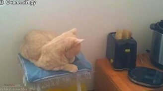 Смешные кошачьи испуги - смотреть видео (3:51)