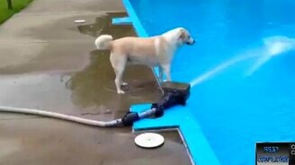 Прикольные животные и дети - смотреть видео (5:49)