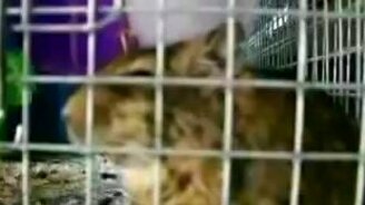 Как крыса смеётся - смотреть видео (0:36)