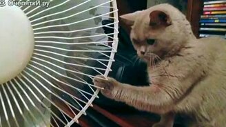 Коты и вентиляторы - смотреть видео (1:04)