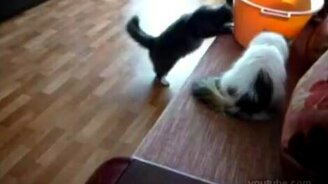 Кошки-паркурщики - смотреть видео (2:27)