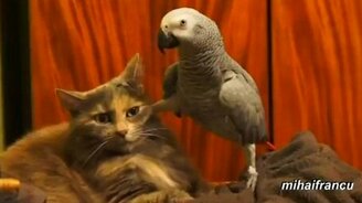 Наглые попугаи и терпеливые кошки - смотреть видео (3:21)