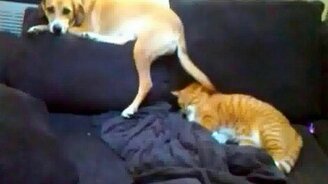 Собака не даёт коту спать - смотреть видео (0:23)