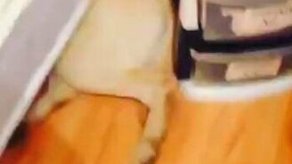 Беркут атакует! - смотреть видео (0:14)