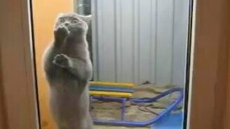 Чистоплотный котик - смотреть видео (0:34)