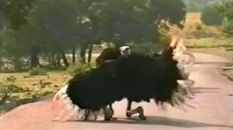 Страус-танцор - смотреть видео (0:20)