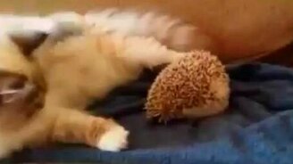 Кот и ёжик - смотреть видео (0:35)