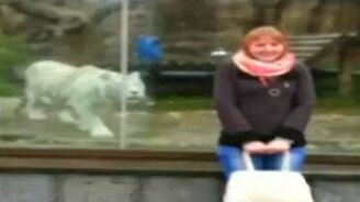 Белый тигр и девушка - смотреть видео (0:36)