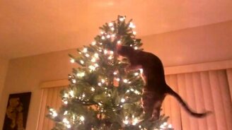 Кот и рождественская ёлка - смотреть видео (0:52)