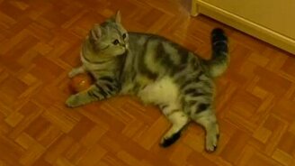 Кот играет с луком - смотреть видео (0:51)