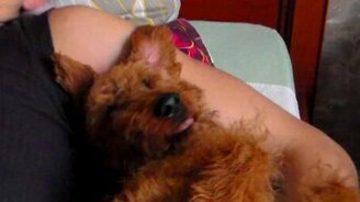 Собака-будильник - смотреть видео (0:39)