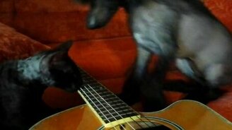Собака и кошка плюс гитара - смотреть видео (1:11)