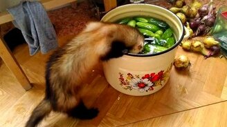 Хорёк ворует огурец - смотреть видео (0:35)