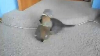 Схватка котёнка и щенка - смотреть видео (1:35)