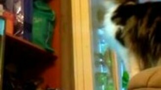 Прыжок-провал кота - смотреть видео (0:31)