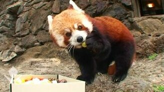 Маленькая красная панда - смотреть видео (1:39)