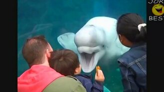 Сборка приколов и курьёзов - смотреть видео (13:13)